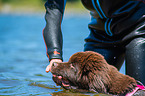 Newfoundland is trained as a water rescue dog