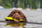 Newfoundland is trained as a water rescue dog