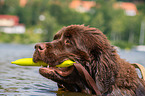 Newfoundland is trained as a water rescue dog