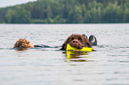 Newfoundland is trained as a water rescue dog