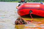 Newfoundland is trained as a water rescue dog