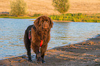 Newfoundland is trained as a water rescue dog