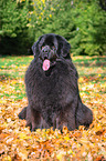 Newfoundland Dog in the foliage