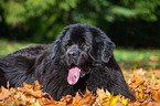 Newfoundland Dog in the foliage