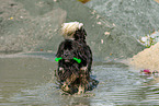 playing Newfoundland Dog