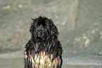 Newfoundland Dog Portrait
