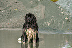 bathing Newfoundland Dog