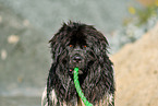 Newfoundland Dog Portrait