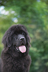 Newfoundland Dog Puppy