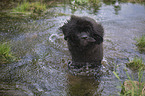 Newfoundland Dog Puppy