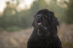 Newfoundland Portrait