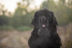 Newfoundland Portrait