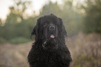 Newfoundland Portrait