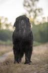 standing Newfoundland