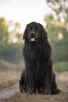 sitting Newfoundland