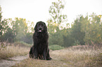 sitting Newfoundland