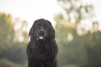 Newfoundland Portrait