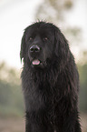 Newfoundland Portrait