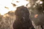 Newfoundland Portrait