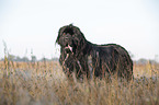 standing Newfoundland