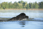 Newfoundland in the water