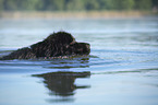 Newfoundland in the water