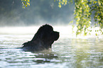 Newfoundland in the water