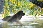 Newfoundland in the water