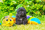 Newfoundland Puppy sitting