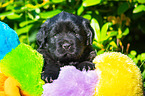 Newfoundland Puppy