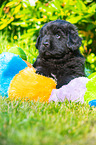 Newfoundland Puppy