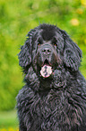 Newfoundland portait