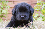 lying Newfoundland Puppy