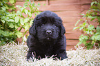 lying Newfoundland Puppy