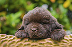 Newfoundland Puppy