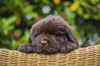 Newfoundland Puppy