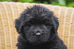 Newfoundland Puppy portrait