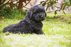 lying Newfoundland Puppy