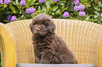 sitting Newfoundland Puppy
