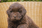 Newfoundland Puppy