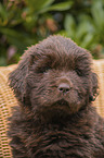 Newfoundland Puppy portrait