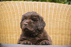 lying Newfoundland Puppy