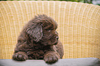 lying Newfoundland Puppy