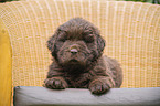 lying Newfoundland Puppy