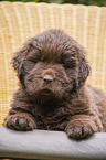 lying Newfoundland Puppy