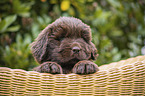 Newfoundland Puppy