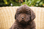 Newfoundland Puppy portrait