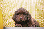 lying Newfoundland Puppy