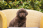 sitting Newfoundland Puppy