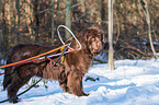 Newfoundland Dog with sled